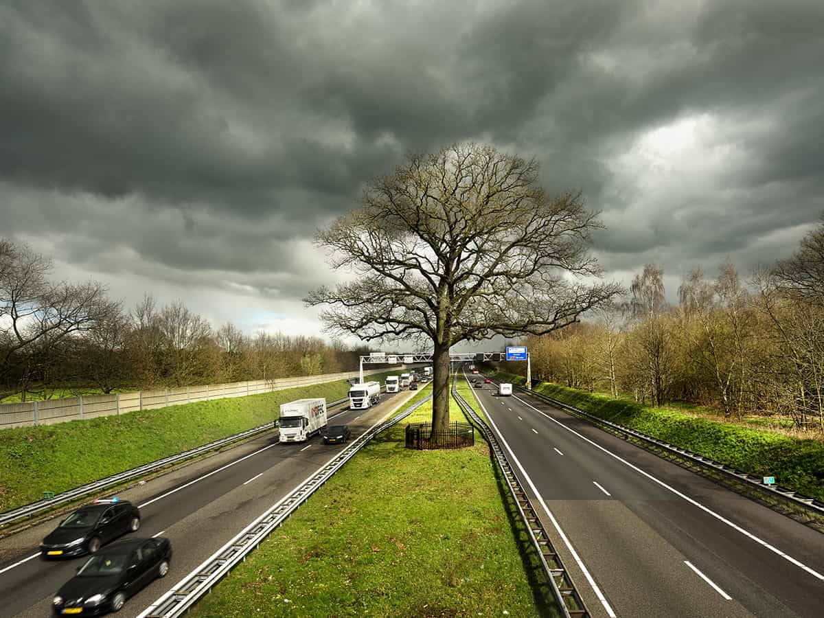 Stem voor de Europese Boom van het Jaar