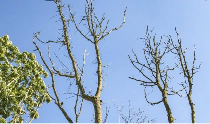 Landgoed Wassergeest in Lisse dicht door essentaksterfte