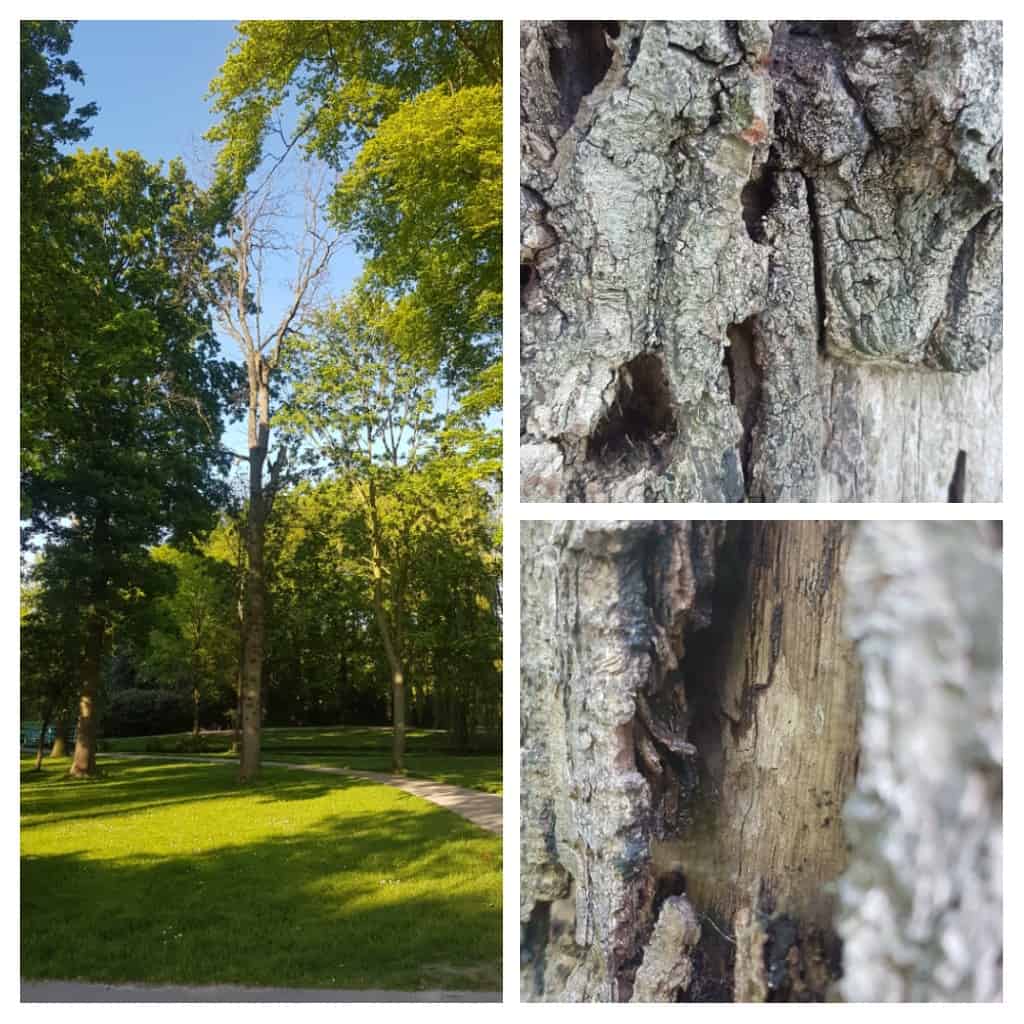 Beschermwaardige bomen vervangen